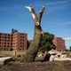 A dead, destroyed tree sits in Detroit.